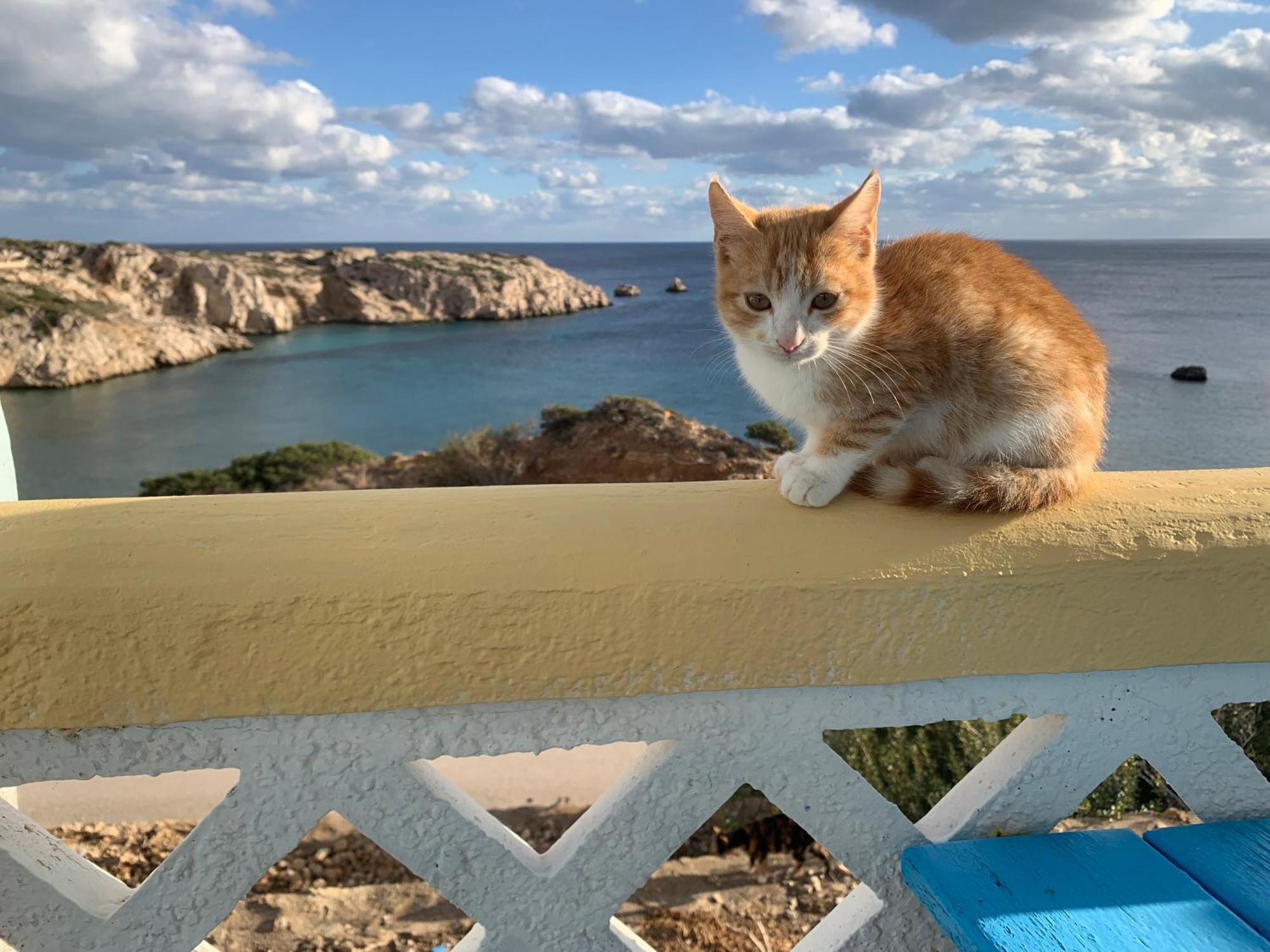 Studios Fokia Beach Amoopí Kültér fotó